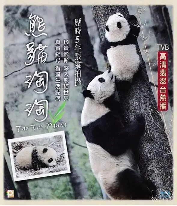 《熊猫淘淘》：萌化人心！但‘情感纠葛’这碗狗粮，我真的会谢！